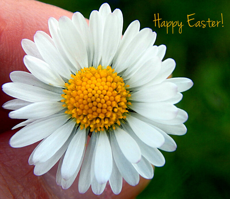 Daisy Flower in Hand — White, Serene, Spring