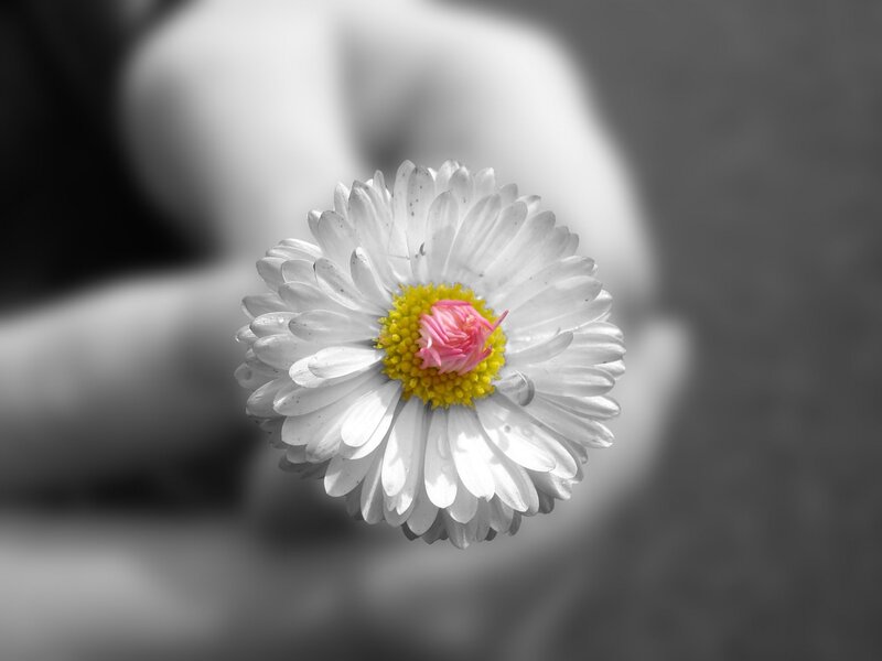 Daisy Flower in Hand — White, Serene