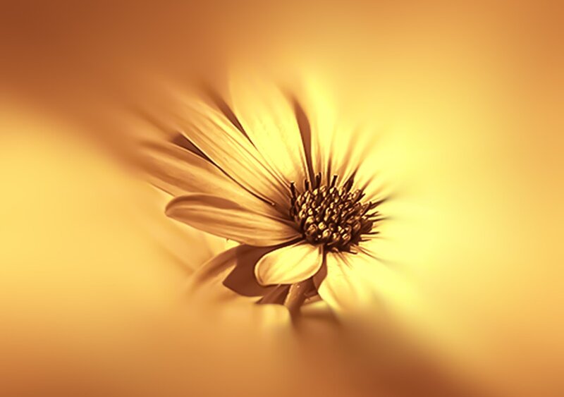 Daisy Flower in Motion