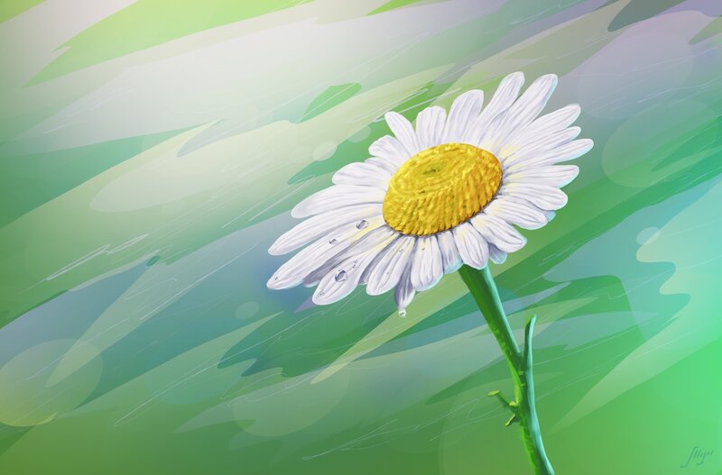 Daisy Flower in Rain