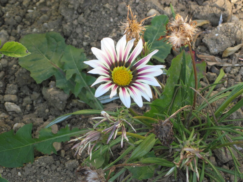 Daisy Flower in Soil