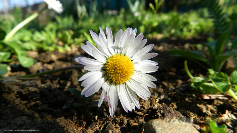 Daisy Flower in Soil — White, Serene