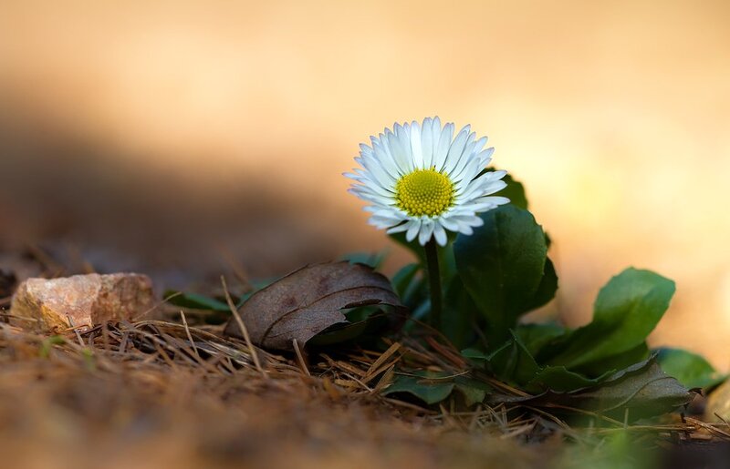 Daisy Flower in Soil — White