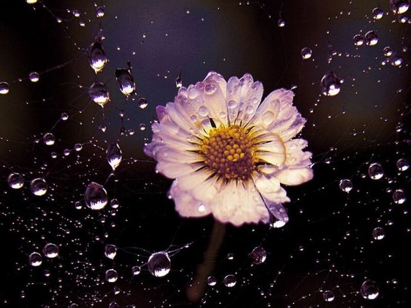 Daisy Flower in Spiderweb