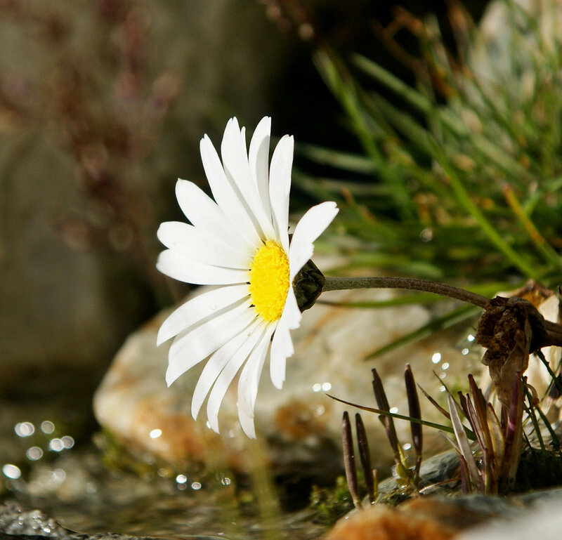 Daisy Flower in Stream