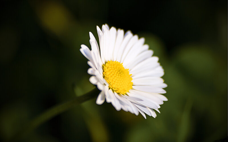 Daisy Flower in Sunlight