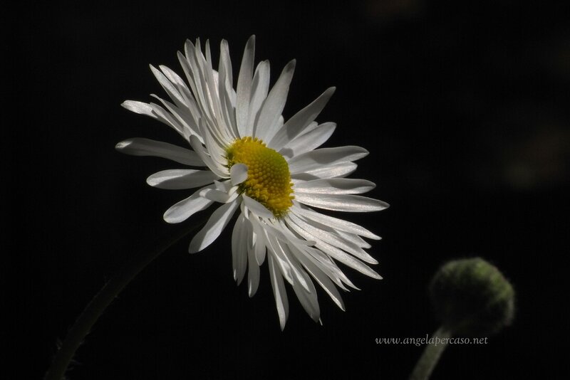 Daisy Flower in Sunlight — White, Dramatic, Photograph