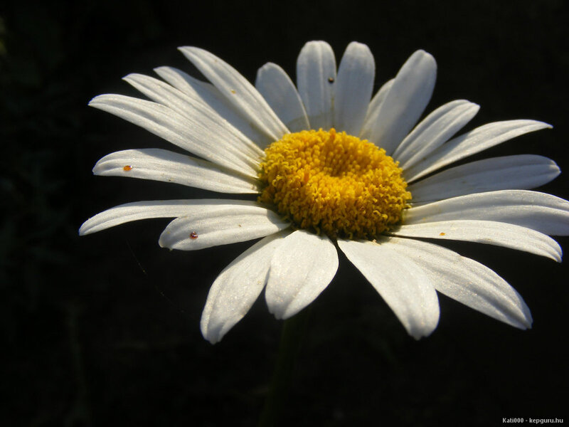 Daisy Flower in Sunlight — White, Dramatic