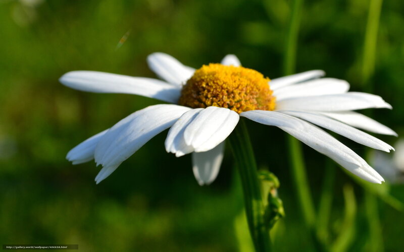 Daisy Flower in Sunlight — White, Serene, Afternoon, Photograph, Green Grass