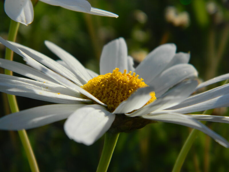 Daisy Flower in Sunlight — White, Serene, Afternoon