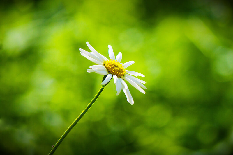 Daisy Flower in Sunlight — White, Serene