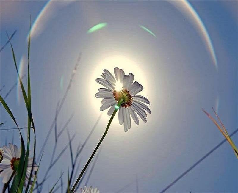 Daisy Flower in Sunlight — White