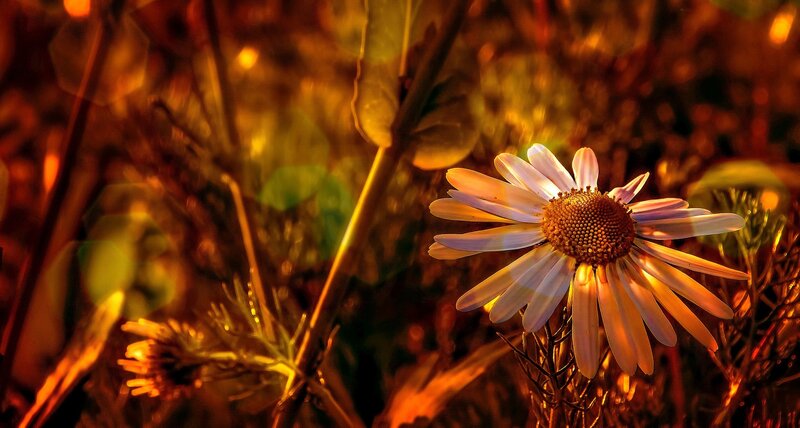 Daisy Flower in Sunlight — Yellow