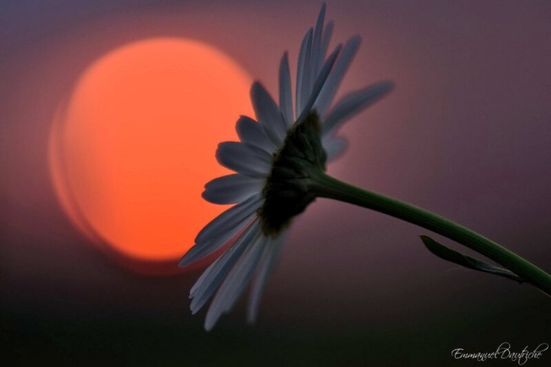 Daisy Flower in Sunset
