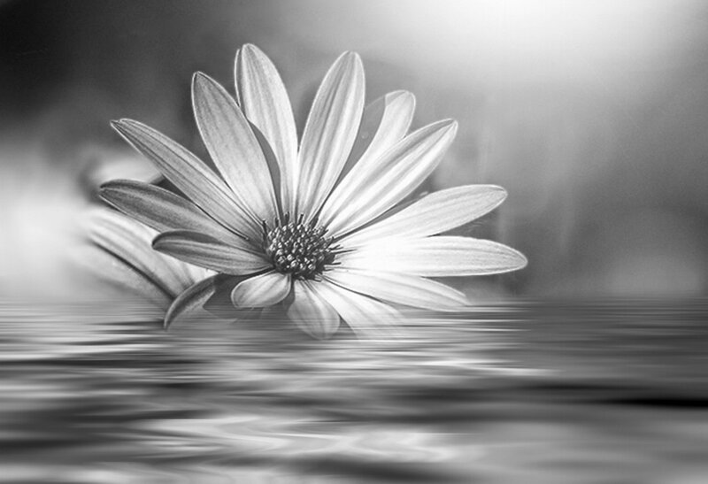 Daisy Flower in Water — Black