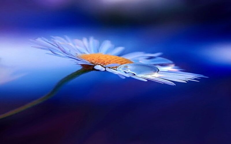 Daisy Flower in Water — Blue, Serene, Photograph