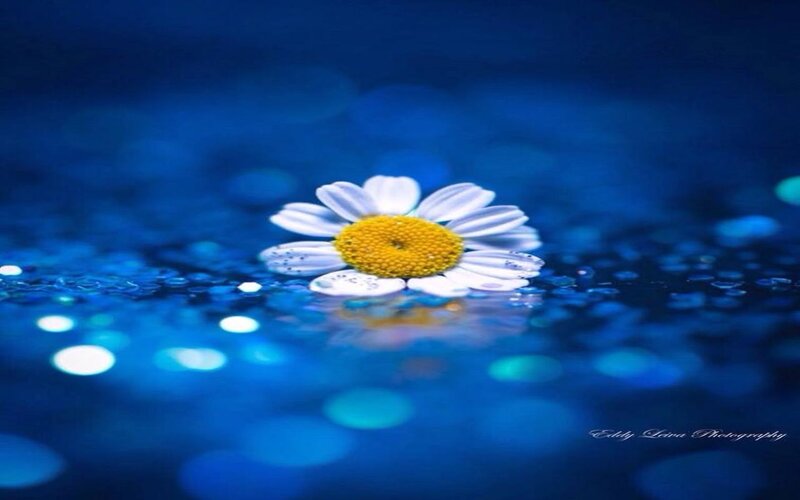 Daisy Flower in Water — Blue, Serene