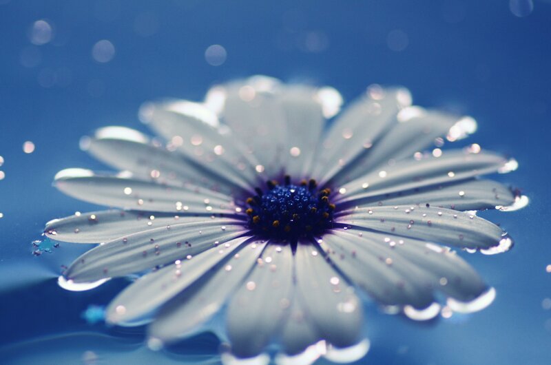 Daisy Flower in Water — Blue