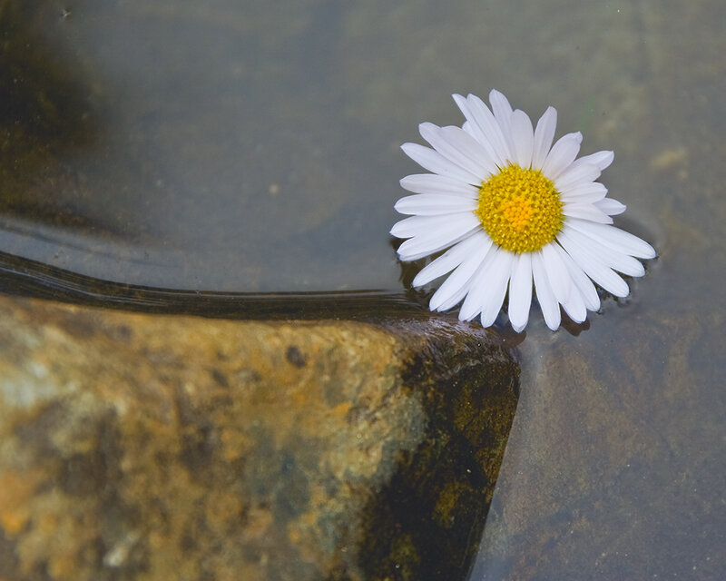 Daisy Flower in Water