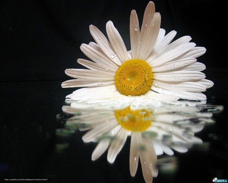 Daisy Flower in Water — White, Serene