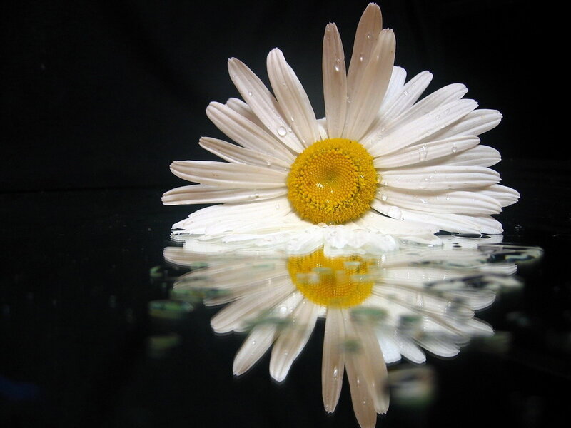 Daisy Flower in Water — White