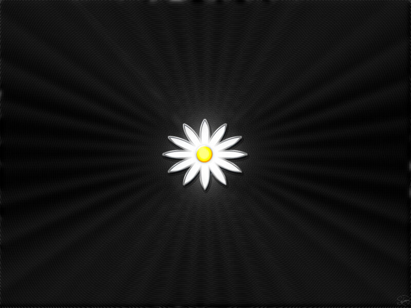 daisy flower on black background