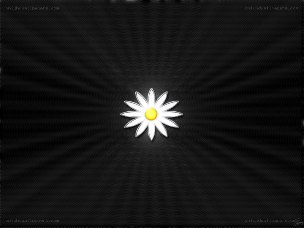 daisy flower on black background