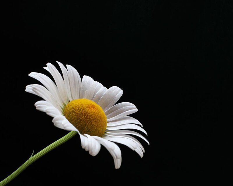 Daisy Flower on Black