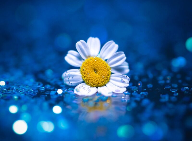 Daisy Flower on Blue Surface