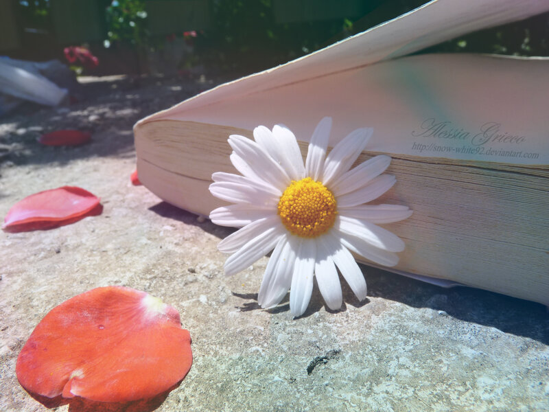 Daisy Flower on Book
