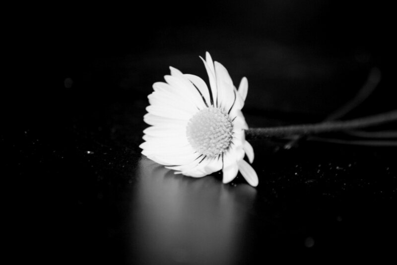 Daisy Flower on Dark Surface