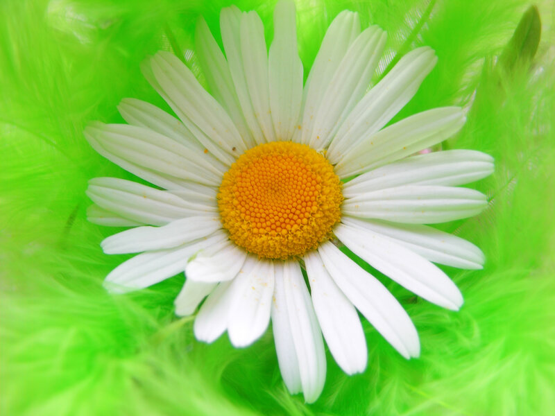 Daisy Flower on Green