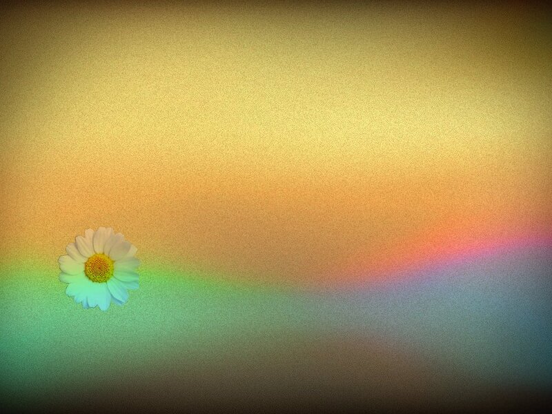 Daisy Flower on Rainbow