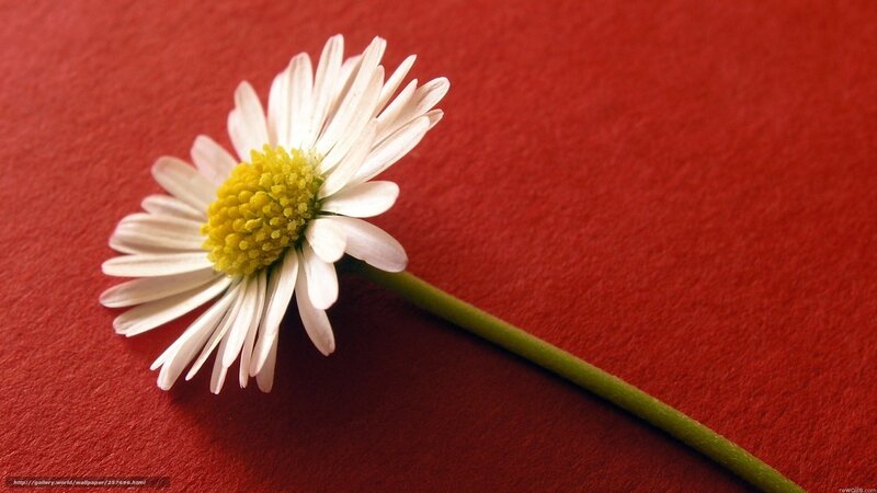 Daisy Flower on Red