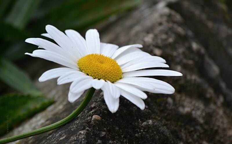 Daisy Flower on Rock