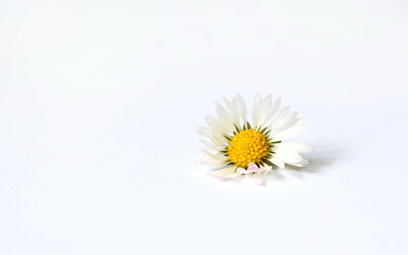 Daisy Flower on White — Serene, Photograph