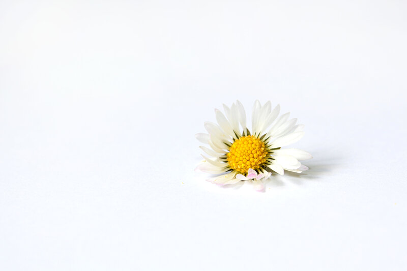 Daisy Flower on White — Serene