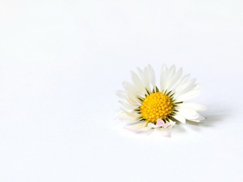 Daisy Flower on White