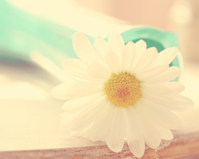 Daisy Flower on Wood