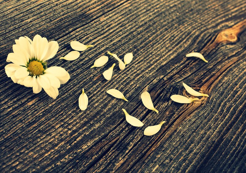 Daisy Flower on Wood — White, Calm, Photograph, Petals