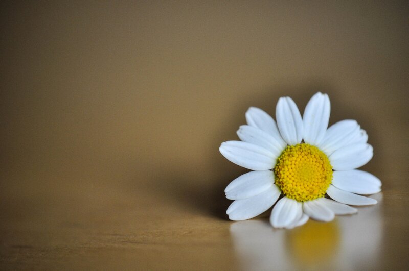 Daisy Flower on Wood — White, Calm, Photograph