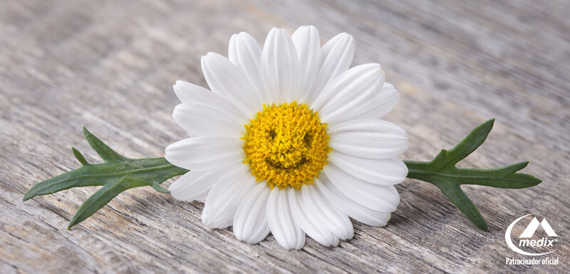 Daisy Flower on Wood — White, Calm, Photograph, Wood Surface