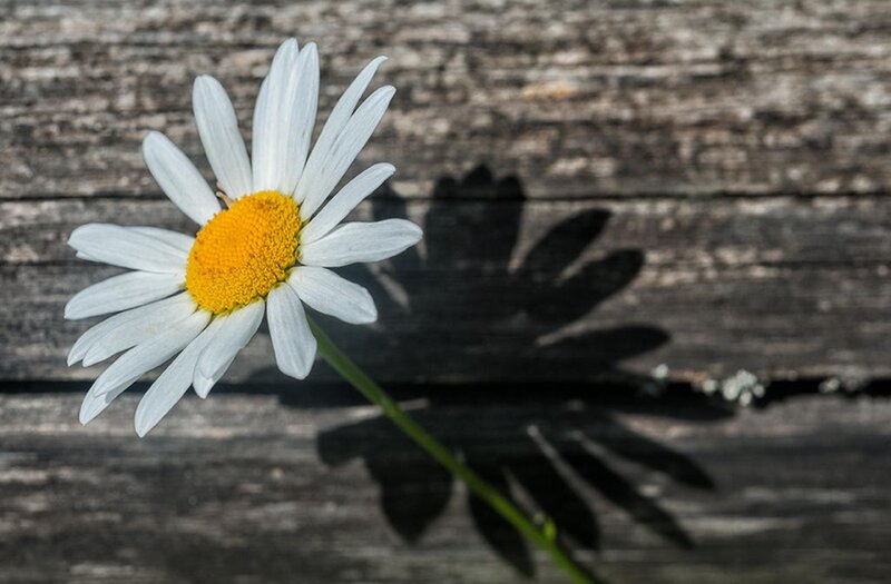 Daisy Flower on Wood — White, Calm