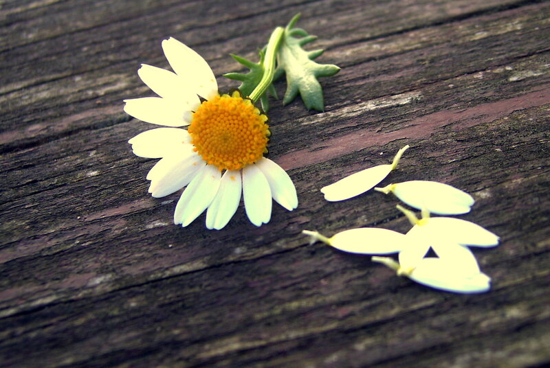 Daisy Flower on Wood — White