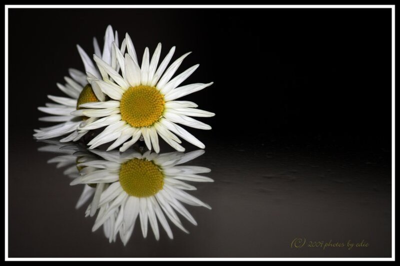 Daisy Flower Reflection