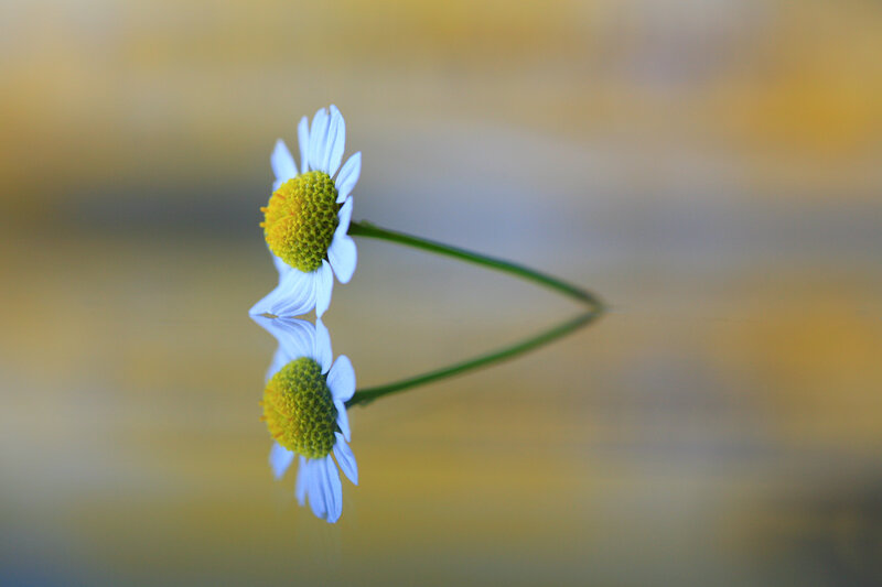Daisy Flower Reflection — White
