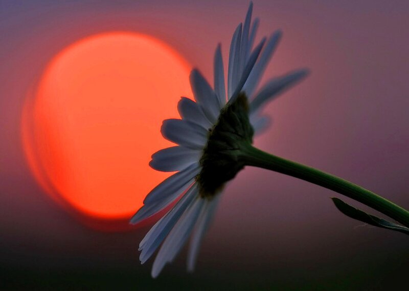 Daisy Flower Silhouette — Red