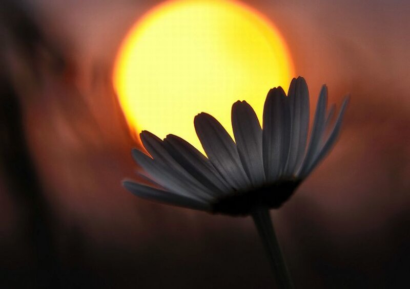 Daisy Flower Silhouette