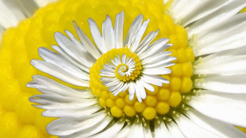 daisy flower spiral