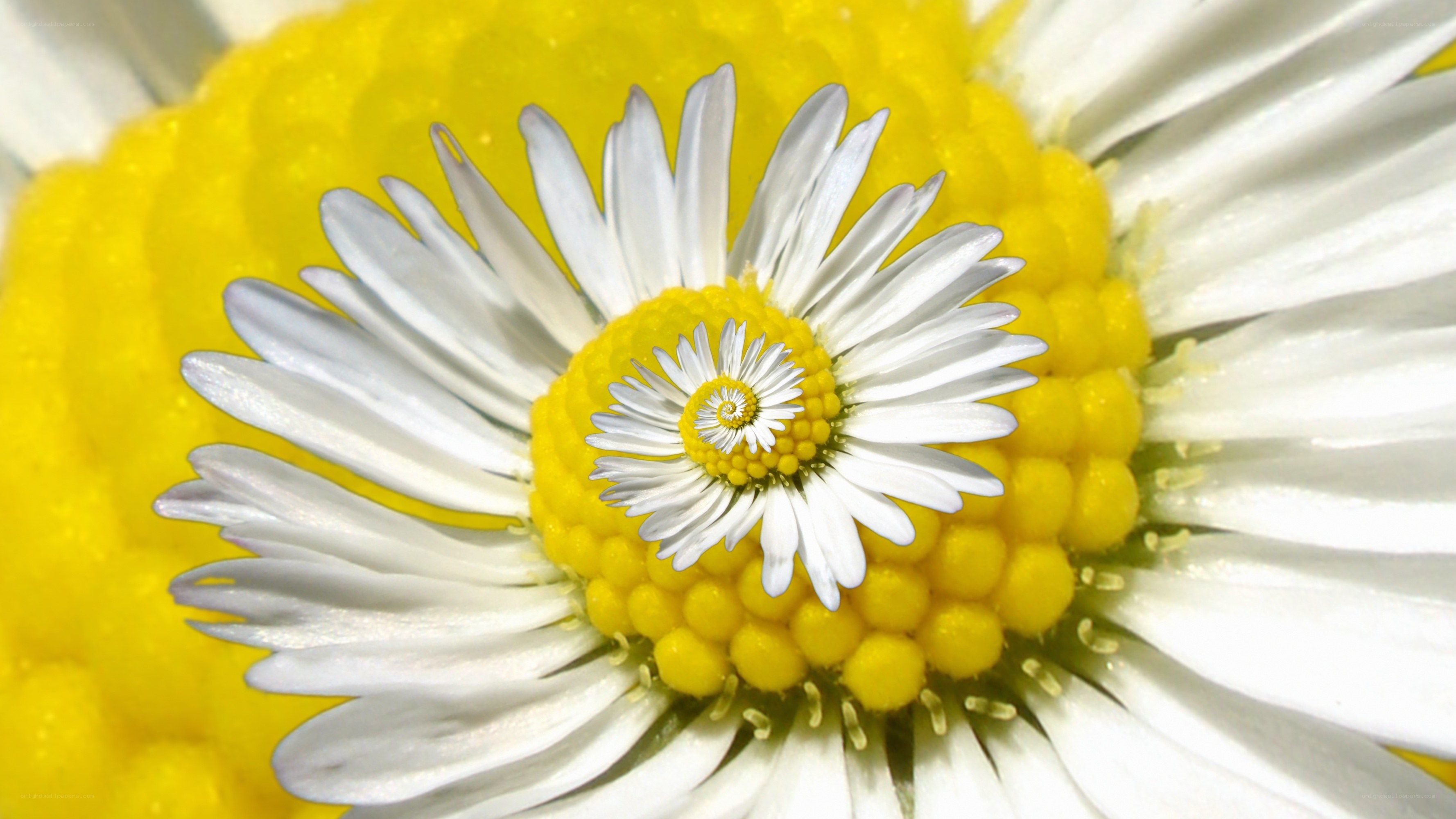 daisy flower spiral